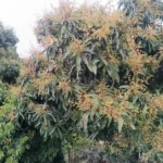 देहरादून में आम व लीची के परागकणों के संपर्क में आने से दून अस्पताल की ओपीडी मे एलर्जी से पीड़ित मरीजों की संख्या बढ़ी