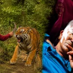 रामनगर में बाघ से भिड़ी बहू, हंसिया से किया पलटवार; सास की जान बची, घायल महिला हायर सेंटर रेफर