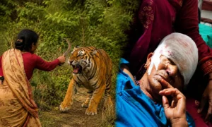 रामनगर में बाघ से भिड़ी बहू, हंसिया से किया पलटवार; सास की जान बची, घायल महिला हायर सेंटर रेफर