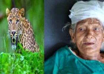 अल्मोड़ा में घर में घुसा गुलदार, 88 वर्षीय बुजुर्ग महिला पर किया हमला