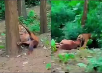 रामनगर में बाघ का आतंक: लोगों की आंखों के सामने घोड़े को घसीटकर जंगल ले गया बाघ
